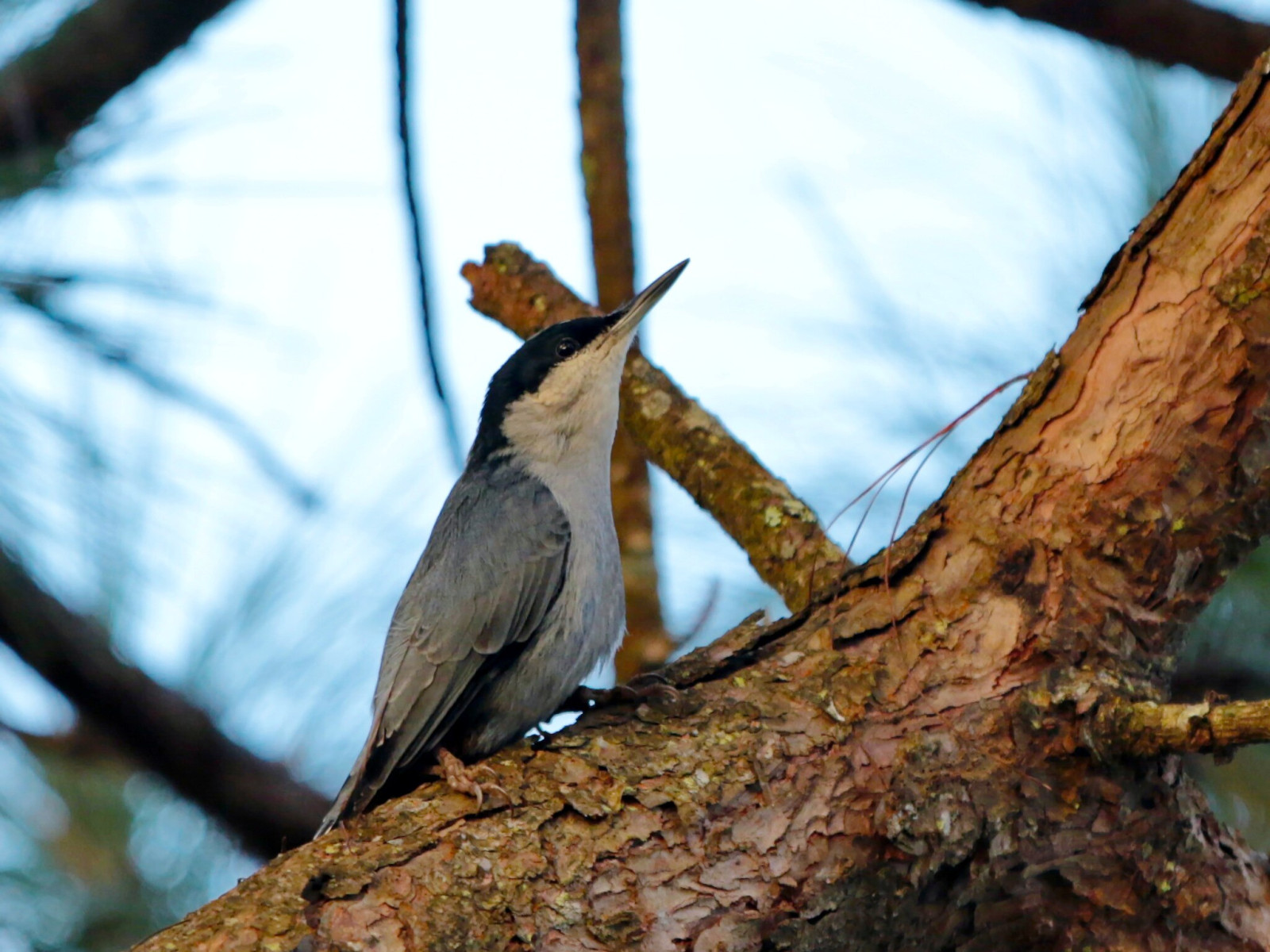 image Giant Nuthatch